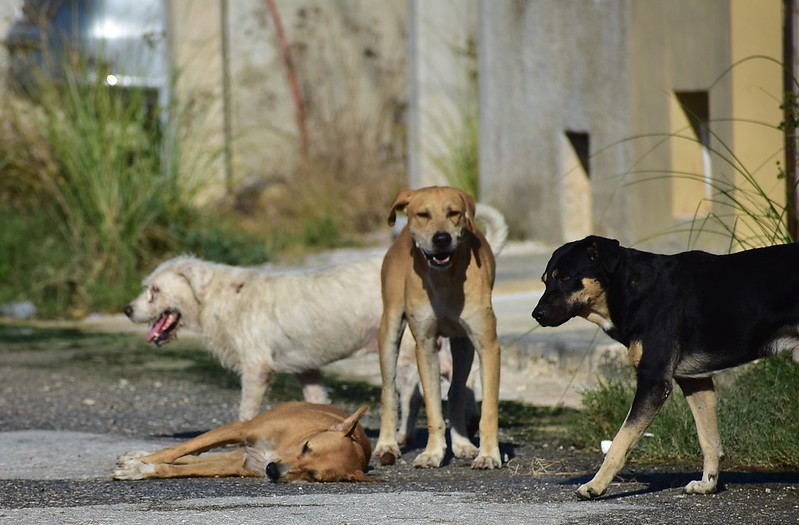 Investigan FGE y SSP otro caso de maltrato animal en Mérida; rescatan a ocho perros