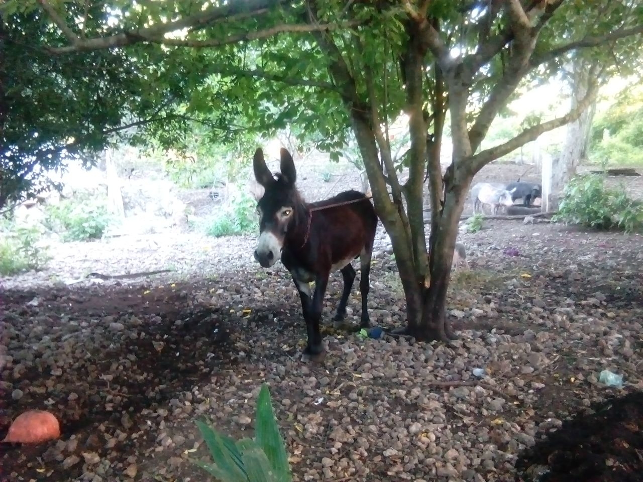 Al rescate de Filemón