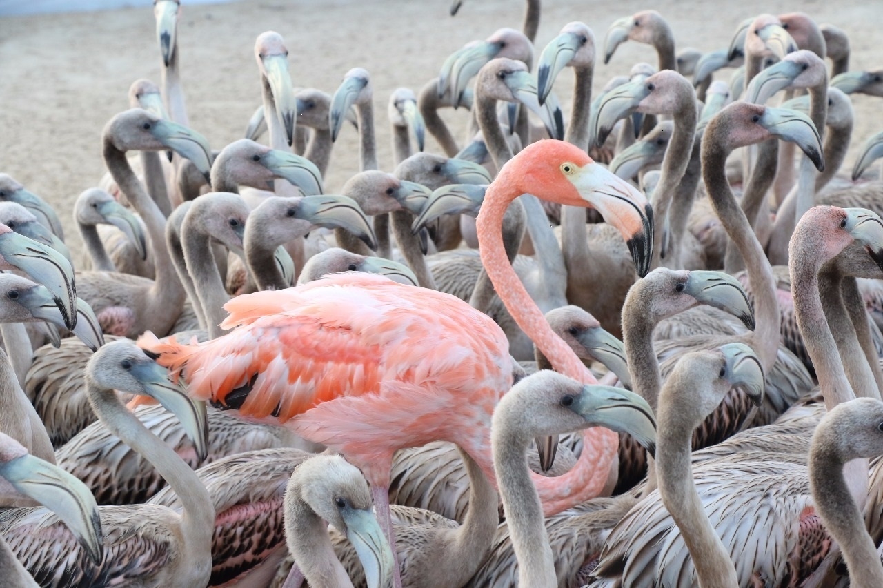 Realizan anillamiento de flamenco rosado en la Ría Lagartos