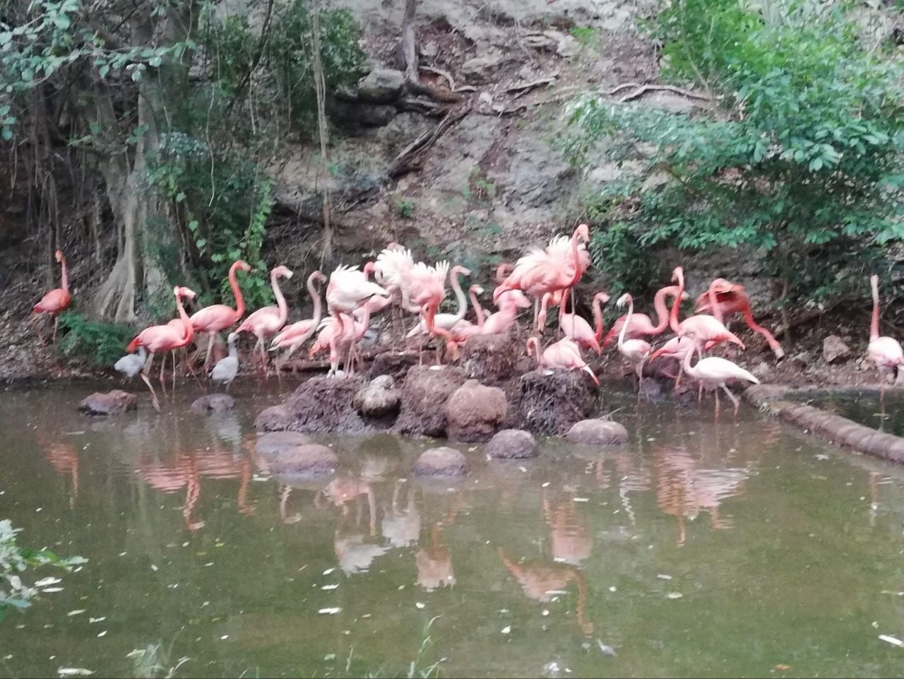Mérida: Flamencos nacen en el Zoológico del Bicentenario Animaya