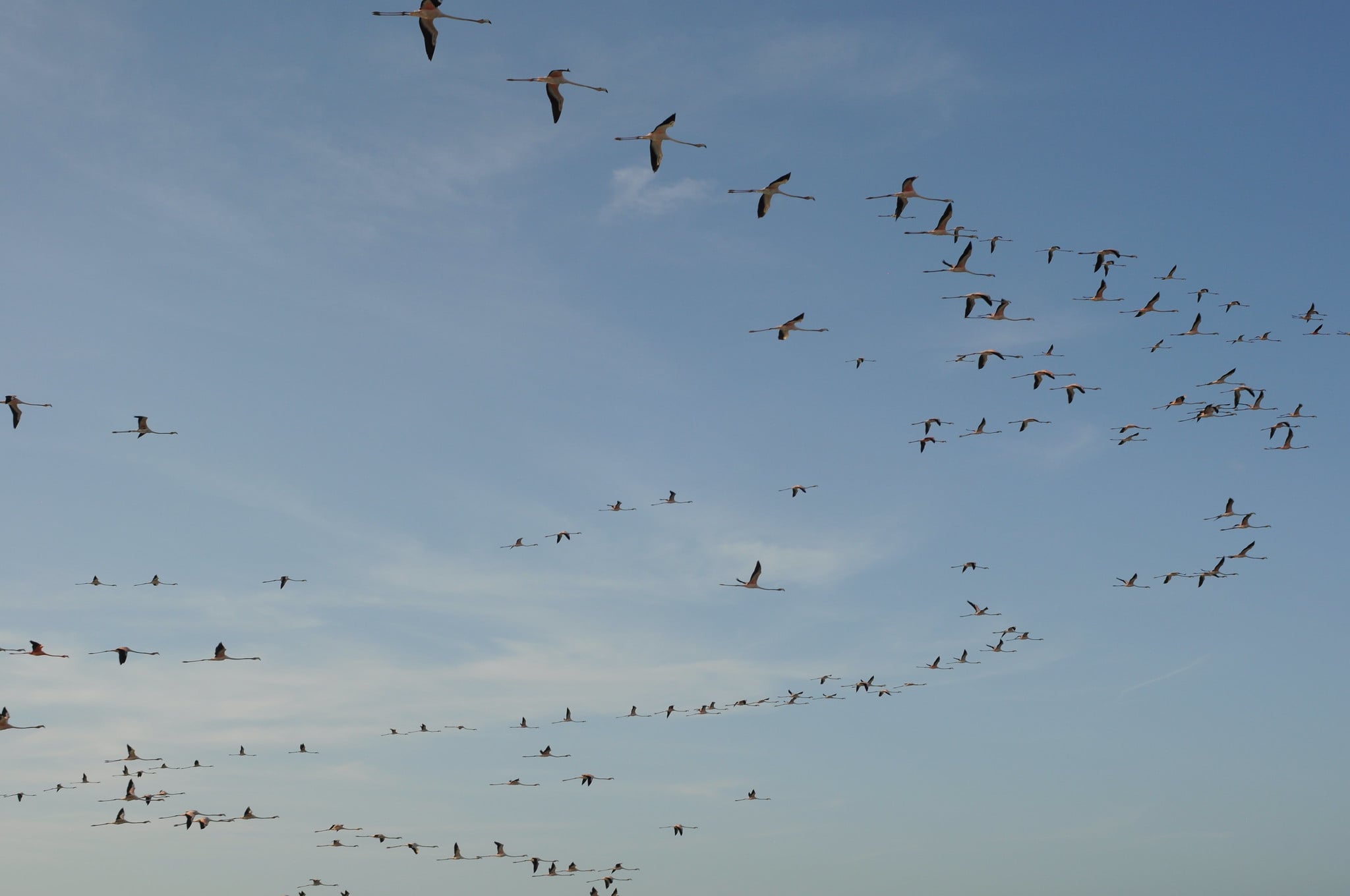 Flamingos, otro atractivo de Isla Aguada