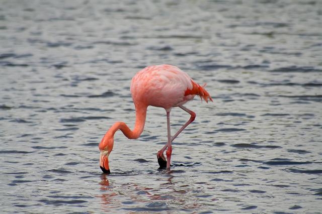 Campaña por la fauna en El Cuyo y Las Coloradas