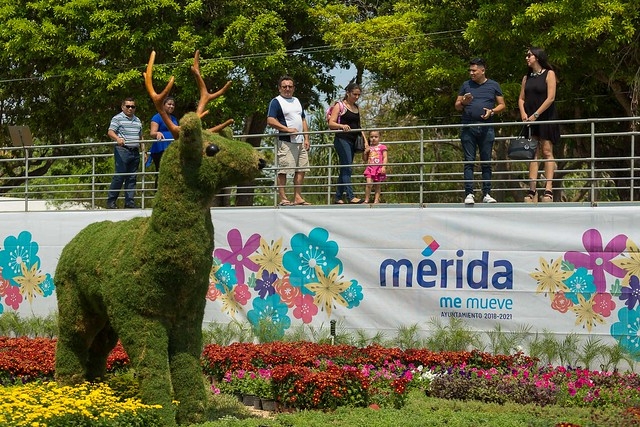 Camino de Flores, colorida tradición en Mérida