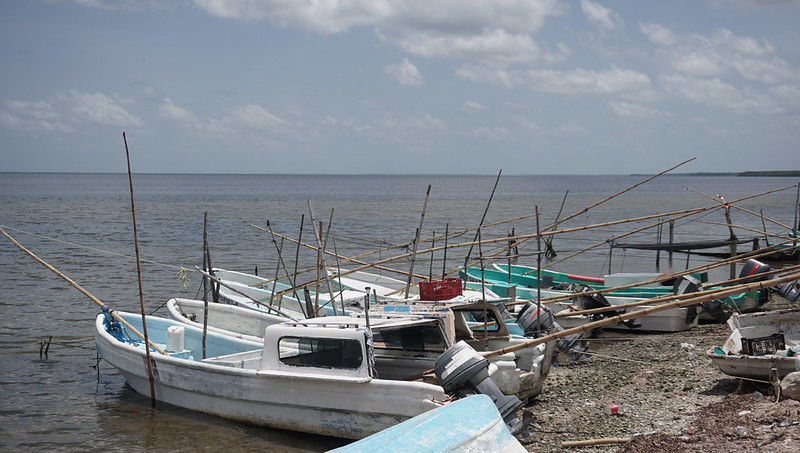 Temporada de pulpo, perdida para Yucatán: cooperativistas