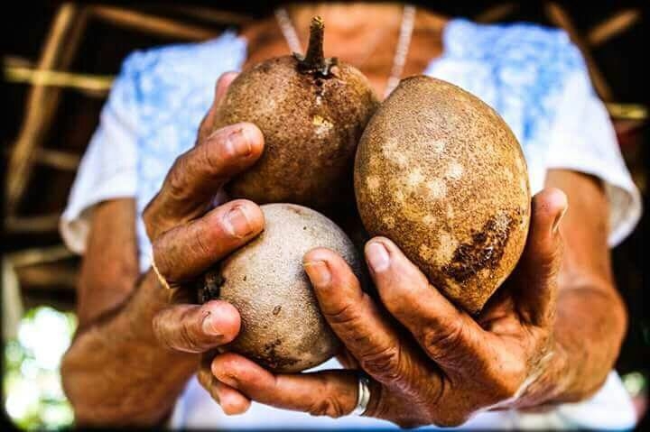 Inicia votación para Tren Maya en Mérida