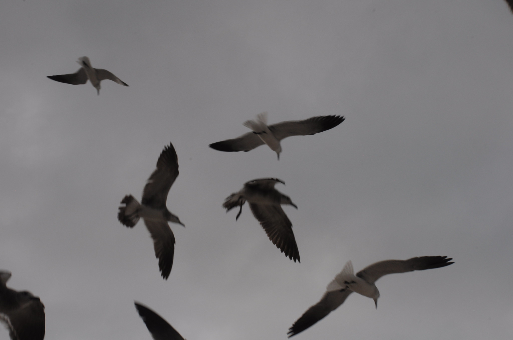 Para el 'Día de Muertos' llega frente frío a Yucatán 