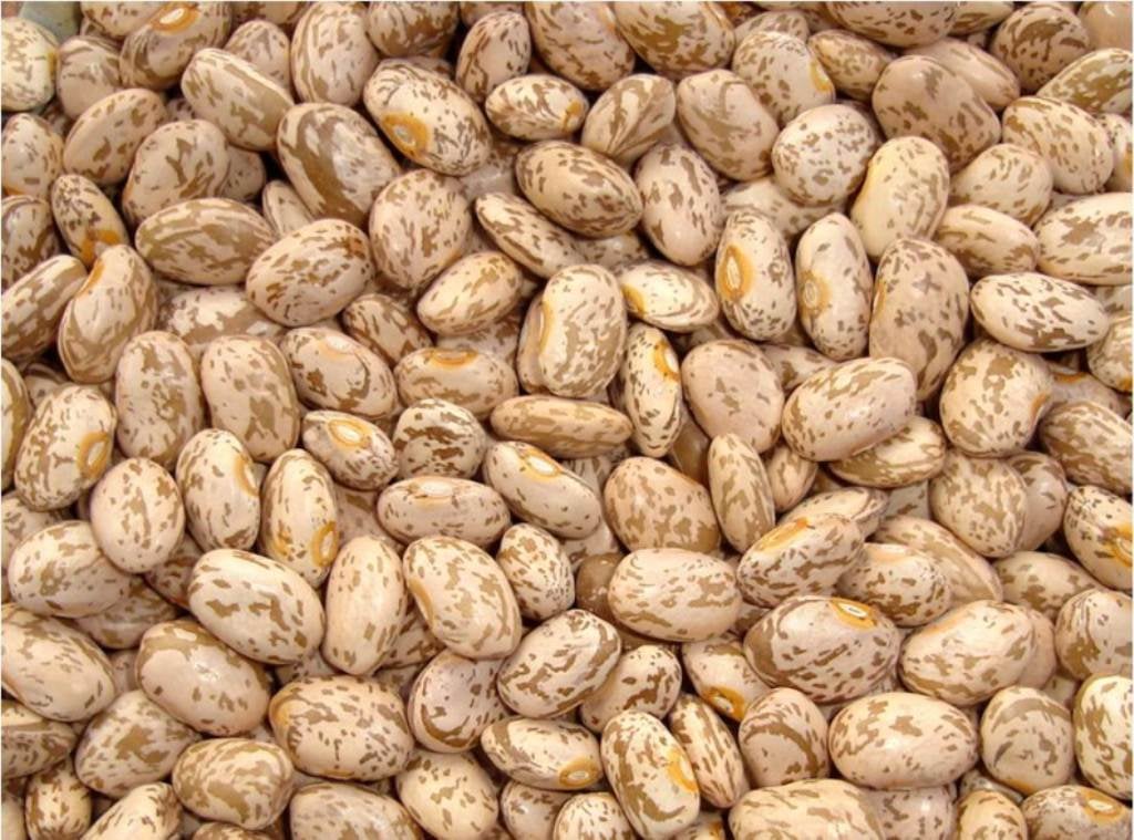 Chihuahua: protestan productores de frijol y tiran en el asfalto su cosecha