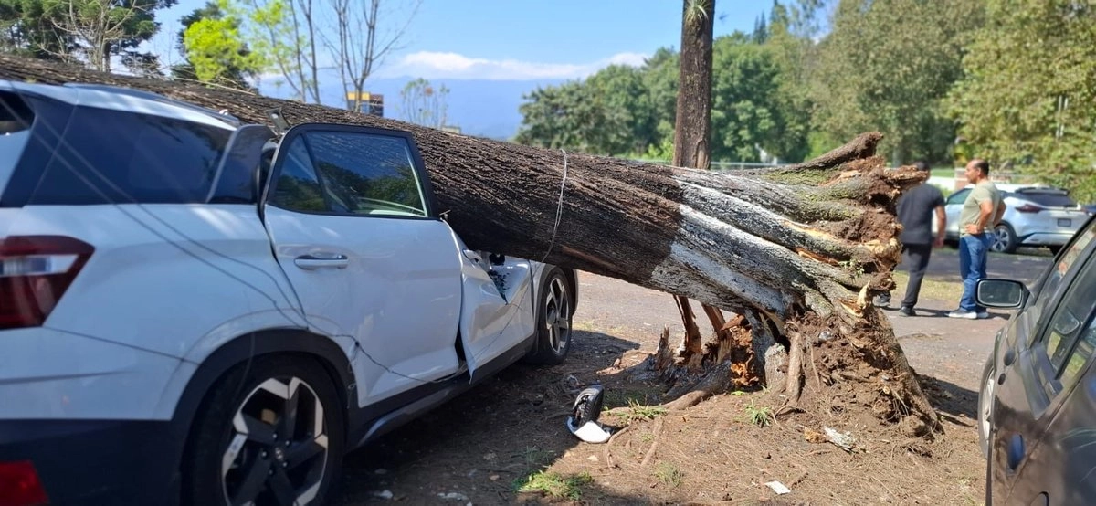 Frente Frío 11 ocasiona fuertes vientos que dejan cuantiosas pérdidas económicas en Veracruz