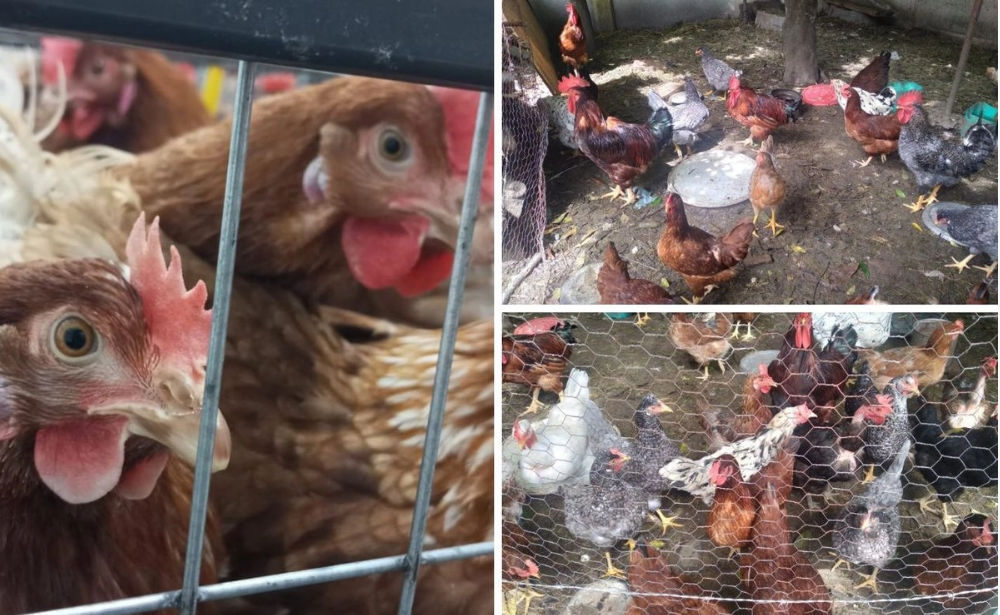 Gallinas ponedoras caen en ''depresión'' por estar en jaulas, paradas y compartiendo espacio mínimo