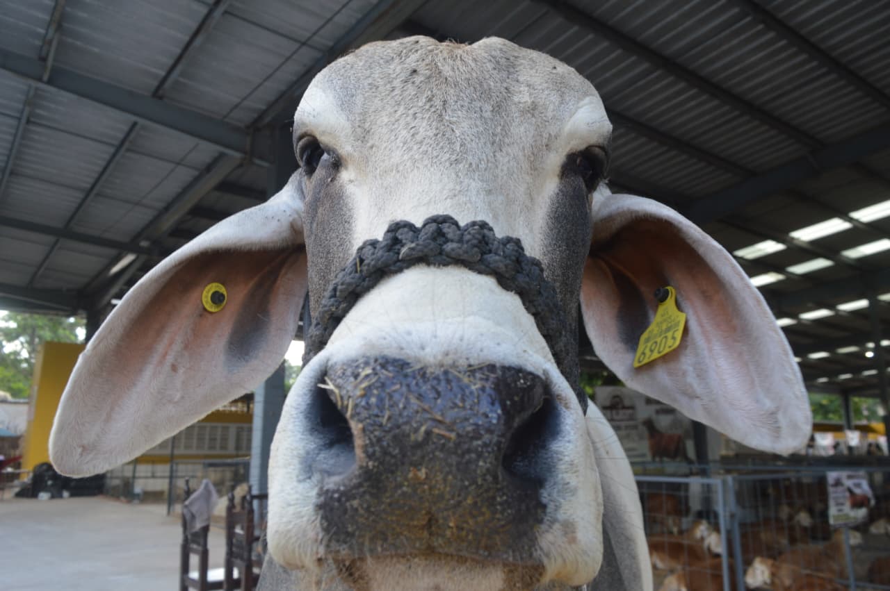 U asab ma’alo’obil waakaxo’ob Yucatáne’ kóojo’ob ti’ noj e’esajil ku beeta’al tu cha’anil Xmatkuil 2025