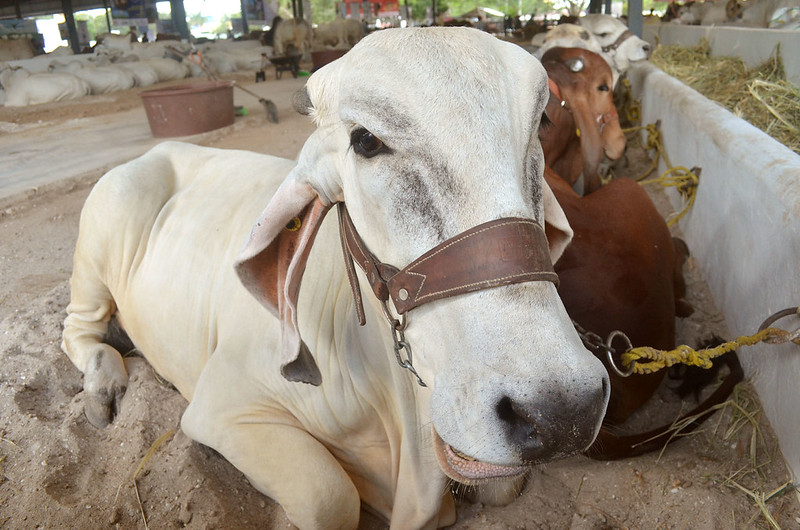 Candelaria será sede de la Exposición Nacional Ganadera de Razas de Origen Indiano