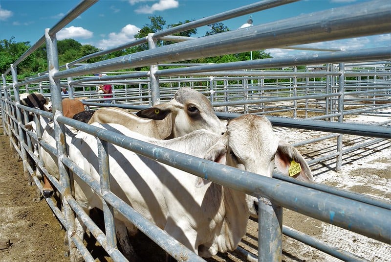 Yucatán implementará un manejo integral del gusano barrenador en conjunto con instituciones universitarias