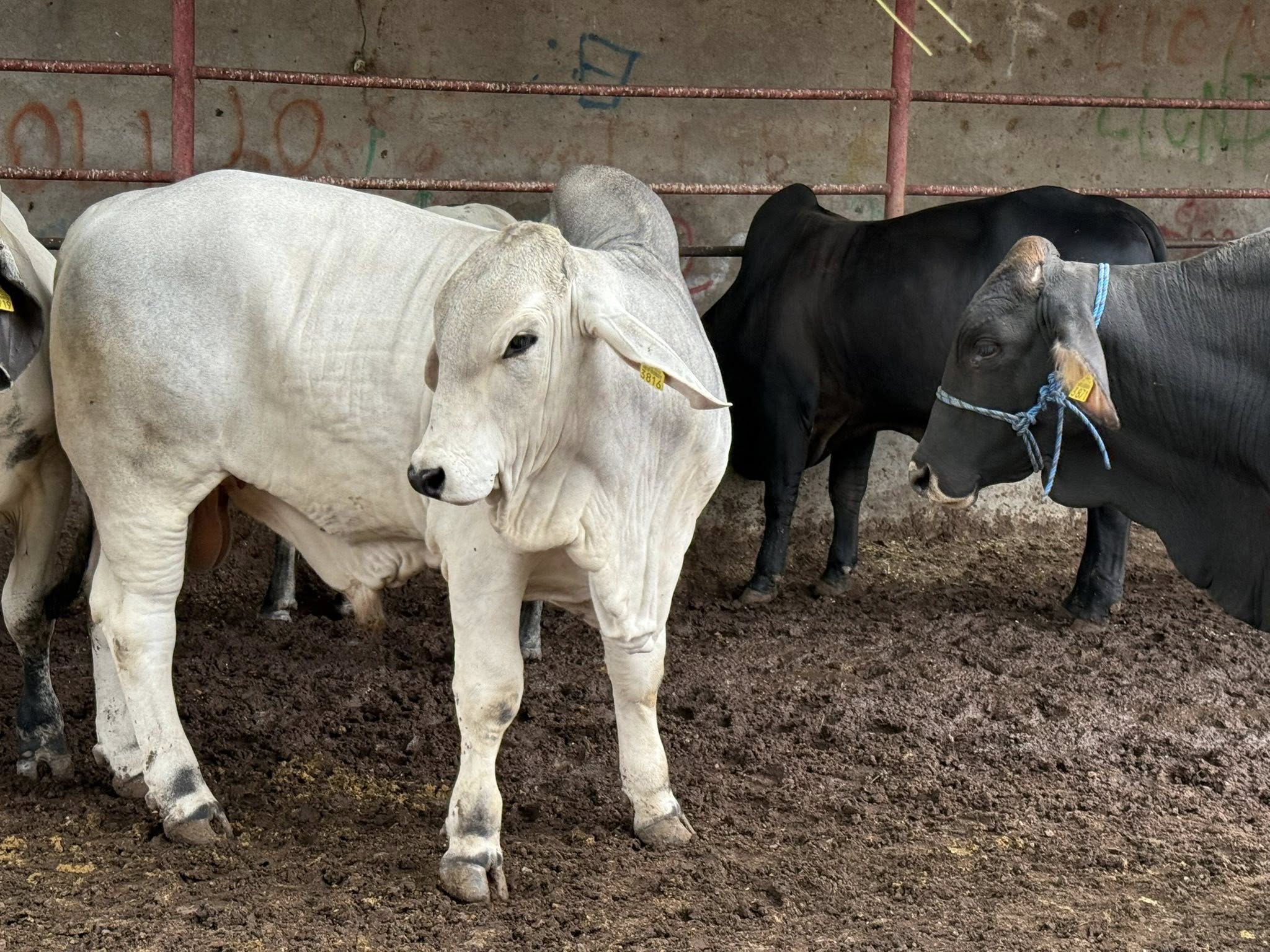 Confía Sader en reanudar pronto las exportaciones del ganado afectadas por gusano barrenador