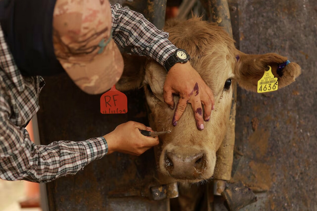 Reportan presencia de gusano barrenador en caballos y borregos de Campeche