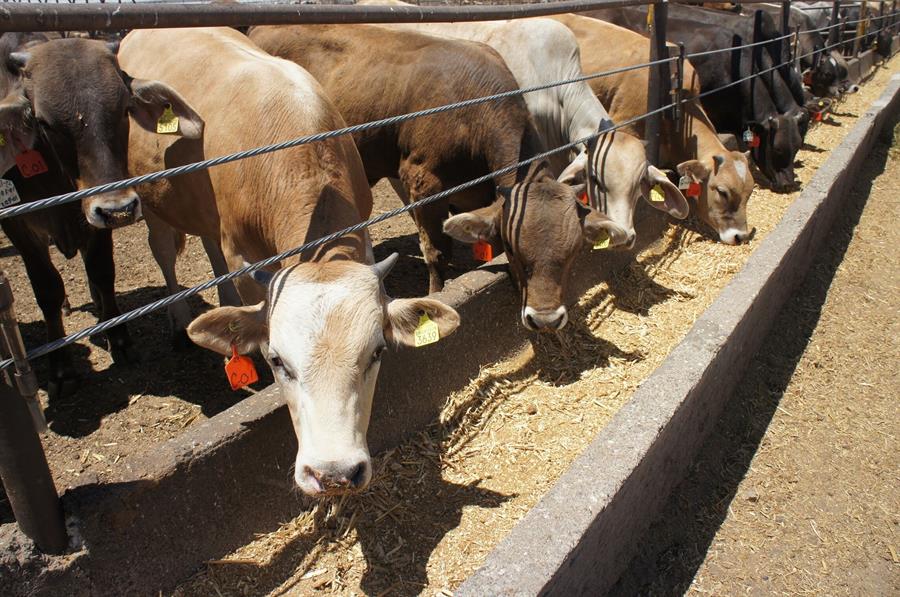 Histórica aprobación de la nueva Ley Ganadera en Yucatán tras más de 50 años