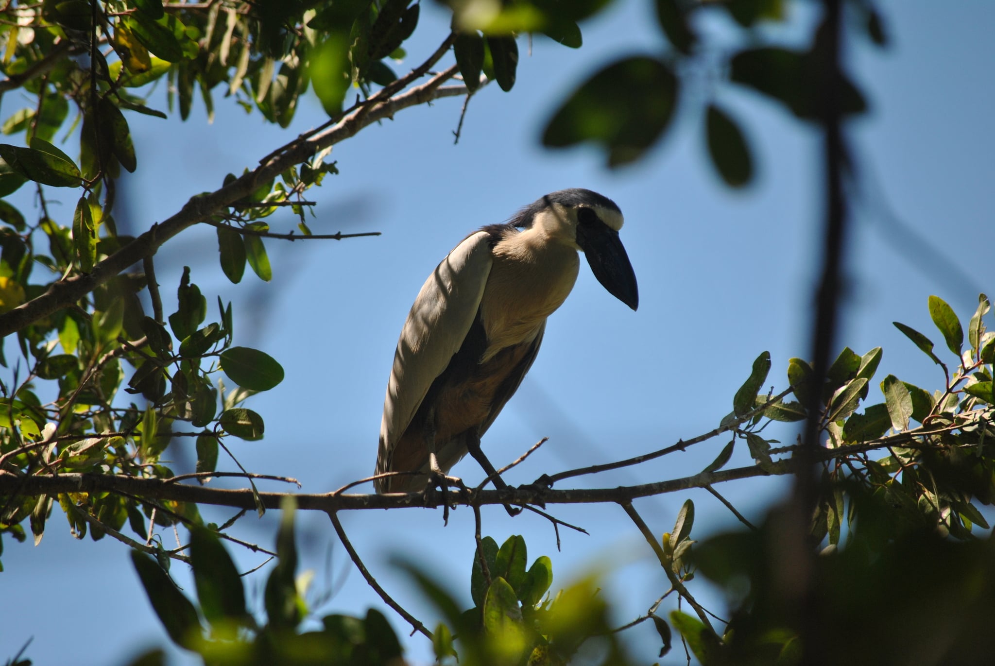 Garza pico de bota disfruta estar aislada dentro de los manglares