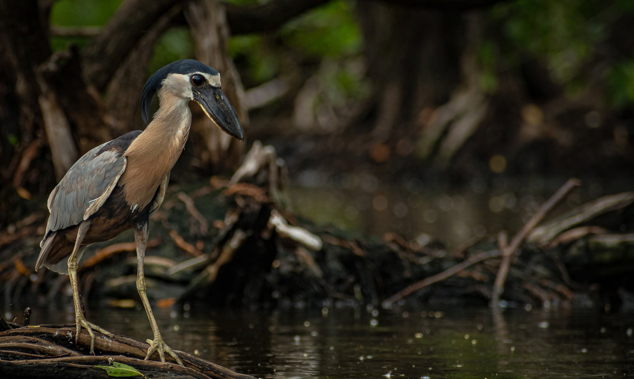 Ch’íich’ ja’ ba’alche’ ku máan u ch’úukt u yo’och