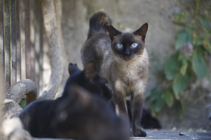 12 hombres son arrestados por robar y revender a 2 mil 700 gatos para consumo humano en Vietnam