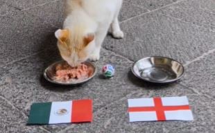 Coco, el gatito de Palacio Nacional, ''predice'' triunfo de México y conquista las redes