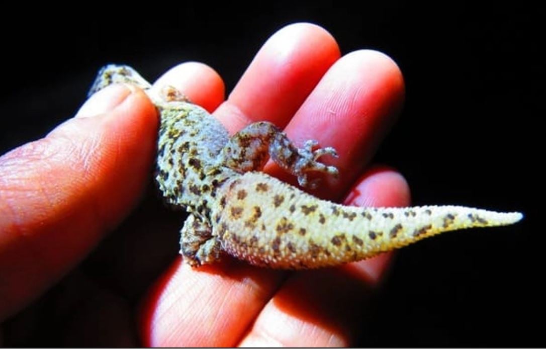 Científicos registran nuevo gecko endémico de Tehuacán