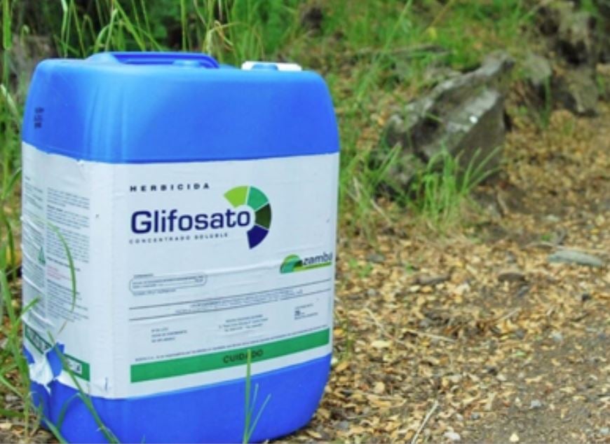 Se analizan costos de producción en serie de sustituto de glifosato: Sheinbaum