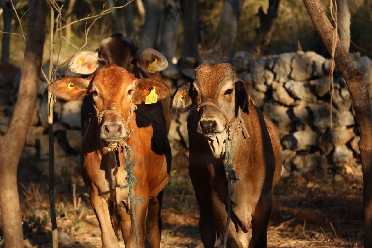 Atenderán gusano barrenador en Mérida tras muerte de adulta mayor por miasis