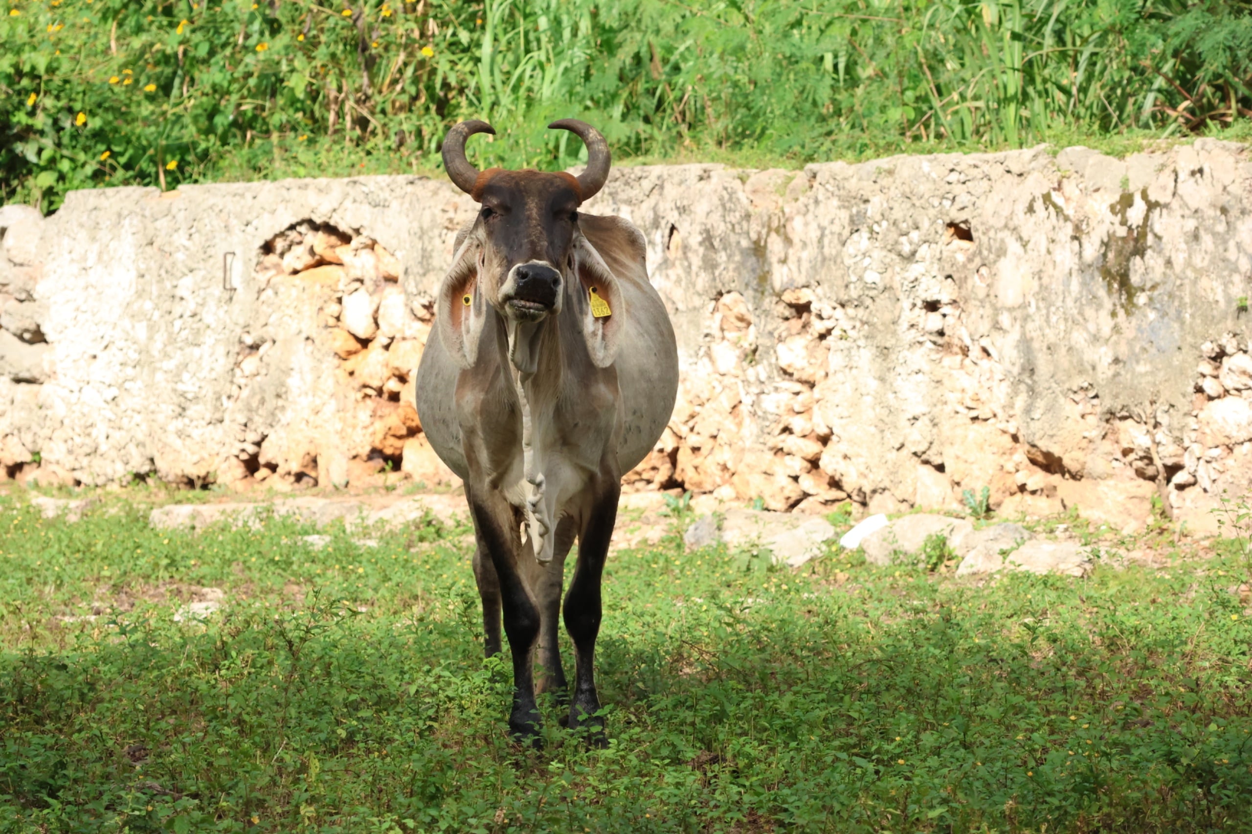 Detectan 32 nuevos casos de gusano barrenador en Yucatán