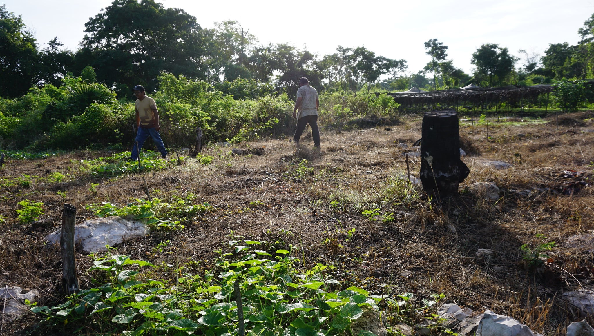 Cuando los ejidos hablan: desafíos y gobernanza entre comunidades y la UNAM en Yucatán