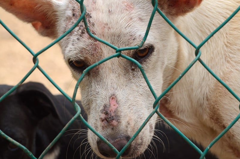 De la casa a la calle: fauna feral en Yucatán