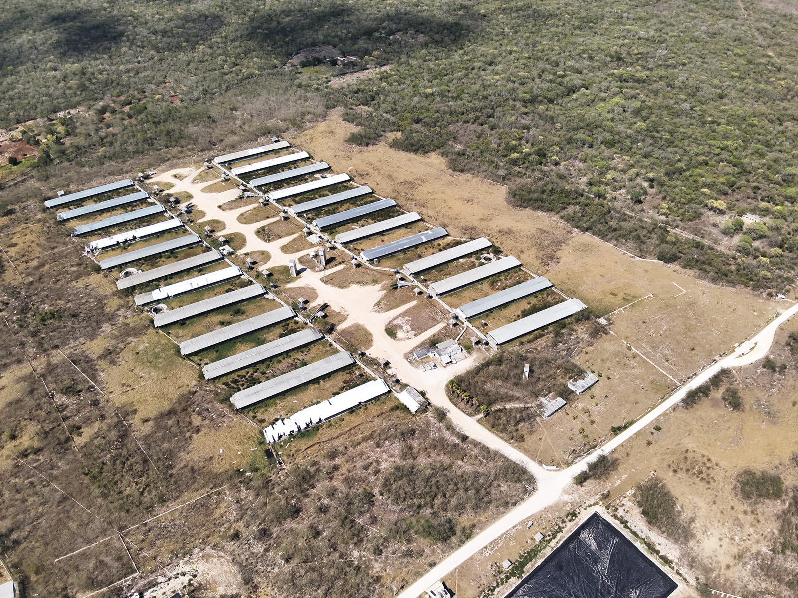 Destaca Gobierno de Yucatán control de granjas porcícolas tras denuncias ambientales