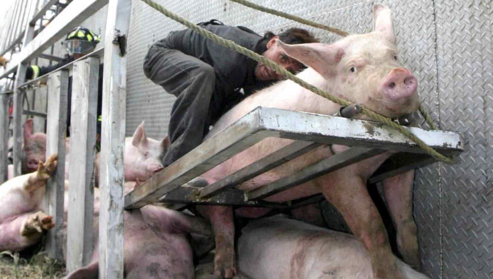 Yucatán corre peligro por llegada de empresas ganaderas y porcícolas