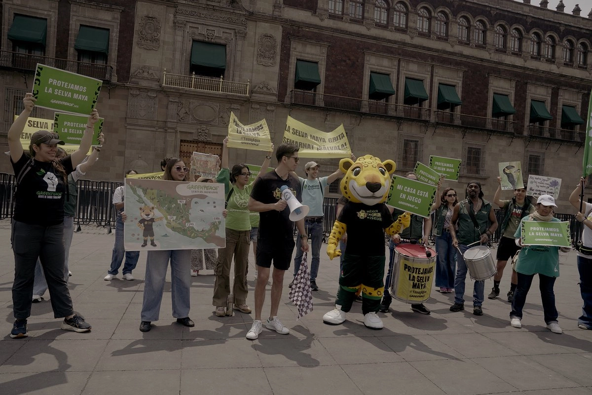 Greenpeace lanza la Ruta del Jaguar en el Zócalo; exigen proteger a especies en peligro