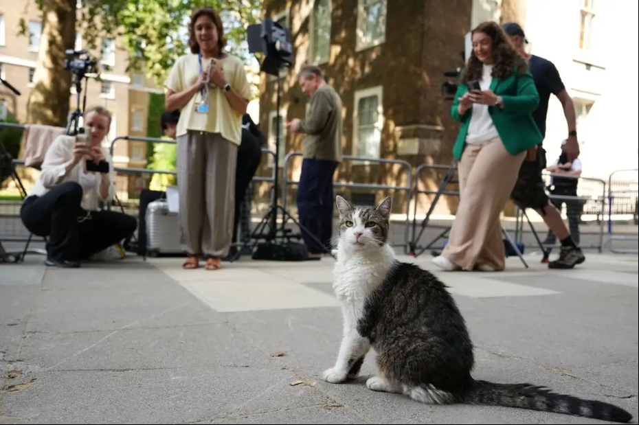 Un gato y seis primeros ministros: 'Larry', el felino que ha visto desfilar gobiernos en Reino Unido