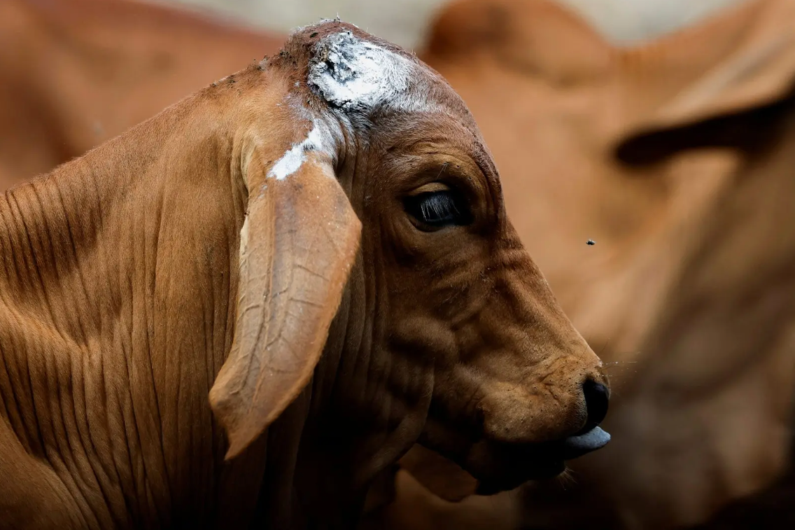Registran 687 casos de gusano barrenador en Campeche