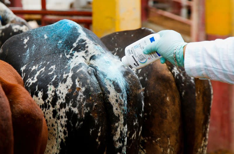 EU reporta caso de gusano barrenador en Coahuila, a 40 kilómetros de su frontera con México