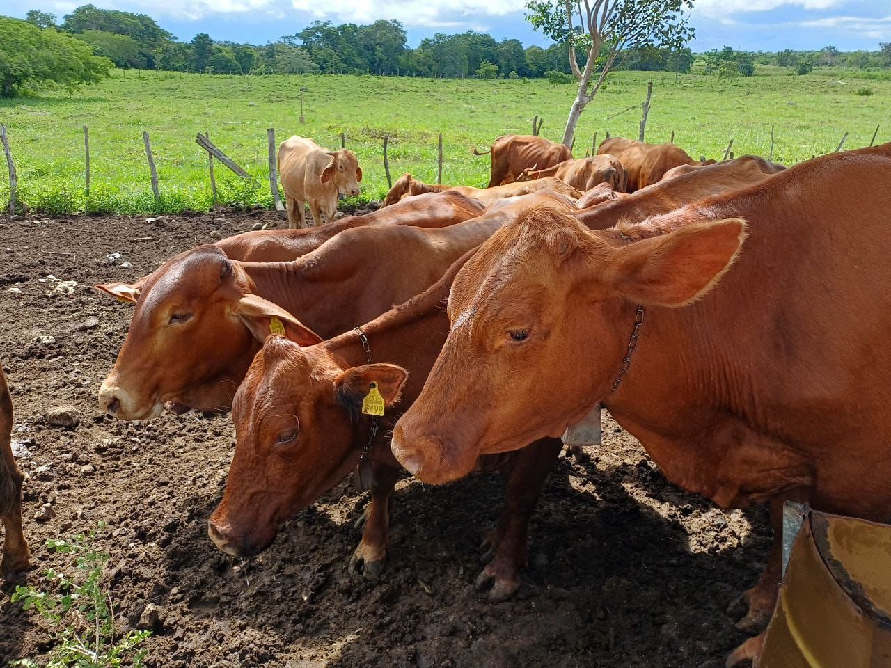 Yucatán registra un total de 658 de gusano barrenador