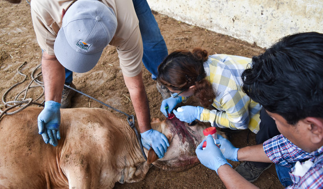 Instalan Comité de Vigilancia contra el Gusano Barrenador en Candelaria