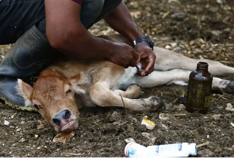 Suman 704 casos de gusano barrenador en Yucatán