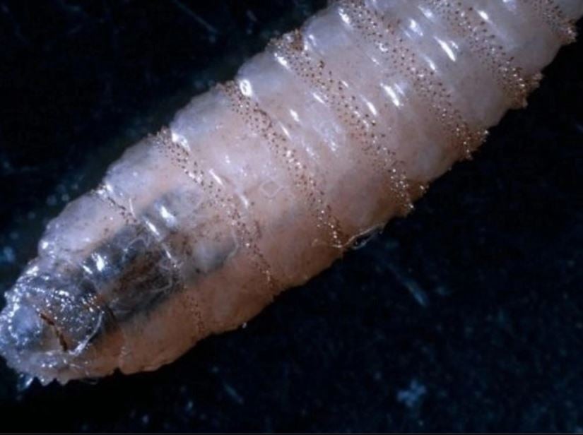 En 2025 se infectaron 111 personas por el gusano barrenador en México