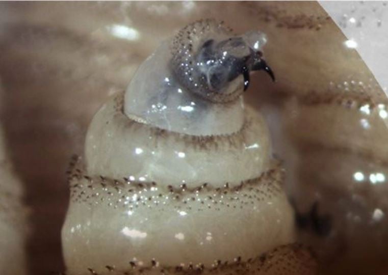 Confirman primer caso de gusano barrenador en humano de Mérida; van ocho en todo Yucatán 