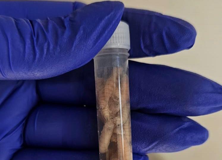 Reportan en Mérida caso de gusano barrenador en un perro de compañía