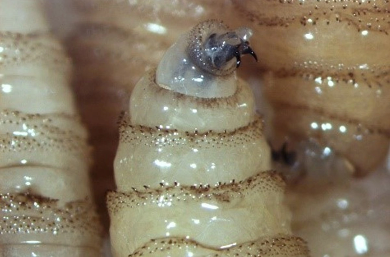 Reportan primera muerte humana asociada a miasis por gusano barrenador en Yucatán