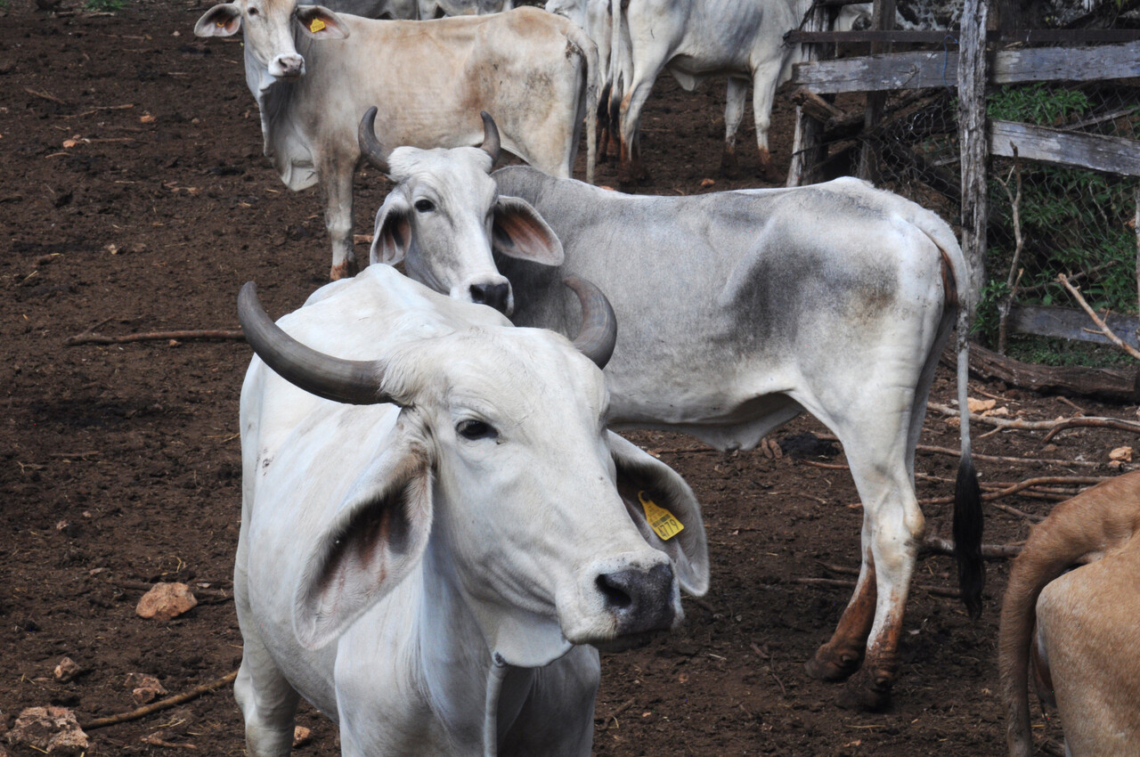 Gusano barrenador: no es tema de Salud