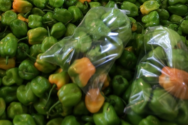 Molécula de chile habanero será utilizada en industria farmacéutica