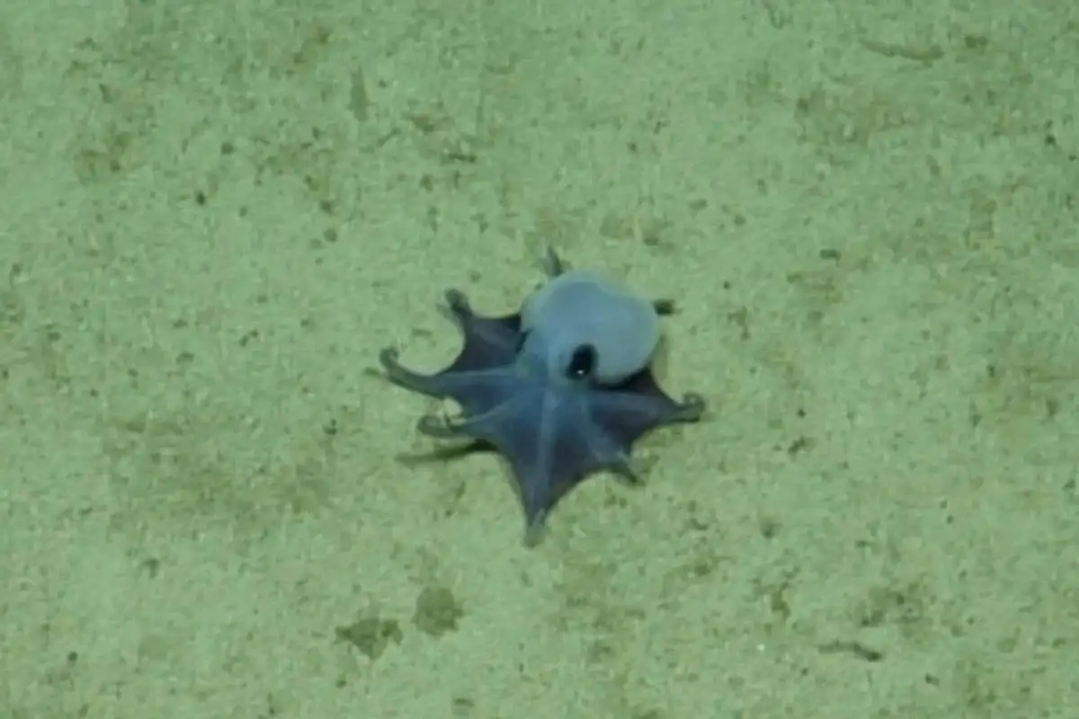 Hallan en Galápagos un diminuto pulpo azul del tamaño de una pelota de golf