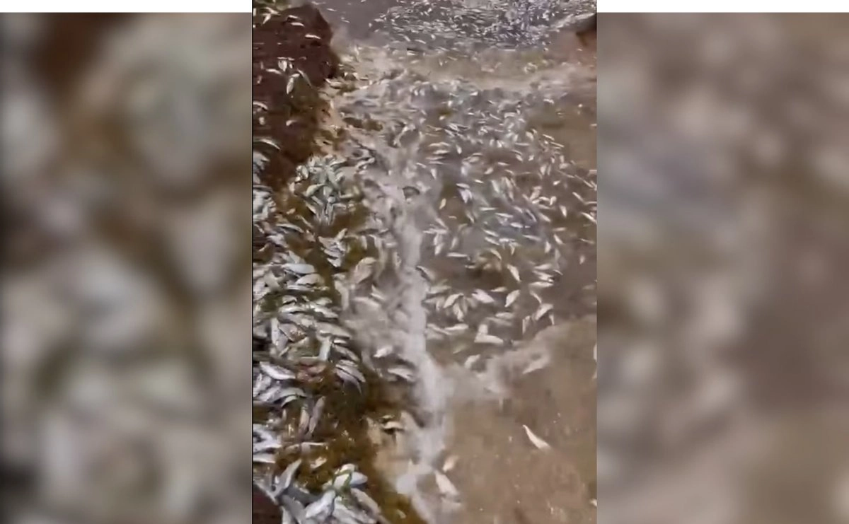 Hallan miles de peces muertos en Puerto Morelos; investigan posible relación con el sargazo