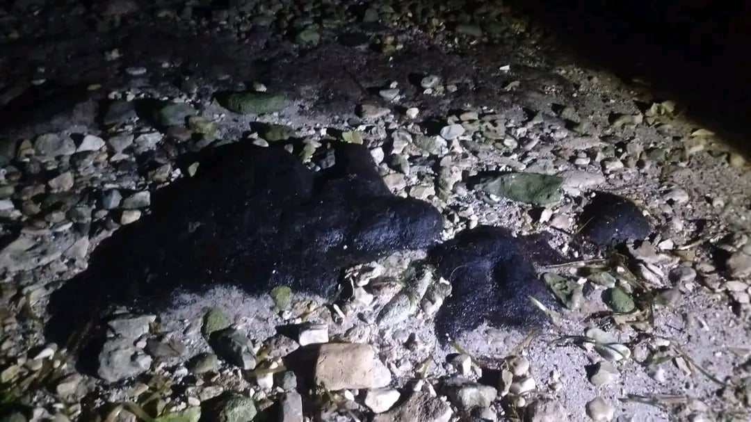 Llegan a Punta Xen residuos de hidrocarburo; anidación de tortugas marinas y carey están en riesgo
