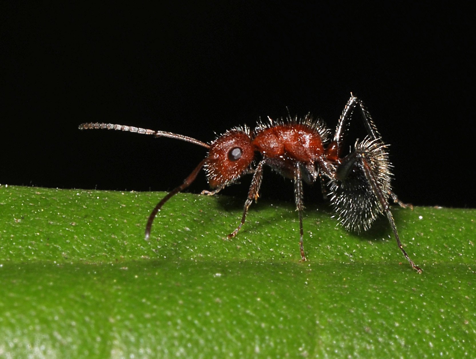 Síinikchichan ba’alche’ ku beetik u k’u’ ti’ che’
