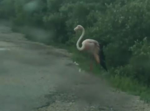 Destacan necesidad de contar con una clínica para fauna silvestre en Yucatán