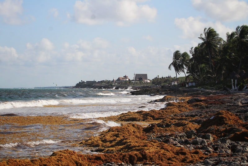 Hoteleros de Tulum analizan operar sólo cuando no sea temporada de sargazo